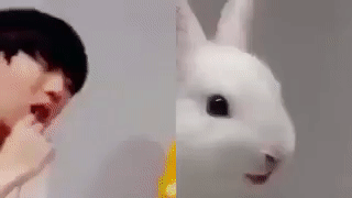 본진의 🐰는 누구인가요 | 인스티즈