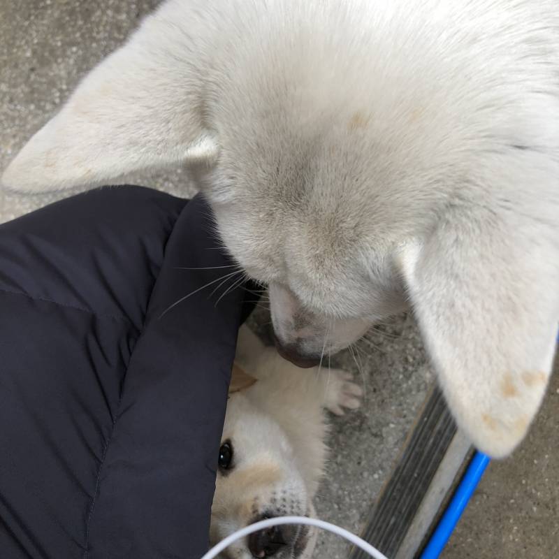 아니 얘네 왜 내 다리사이에서 정모하니.. +) 사진추가 | 인스티즈