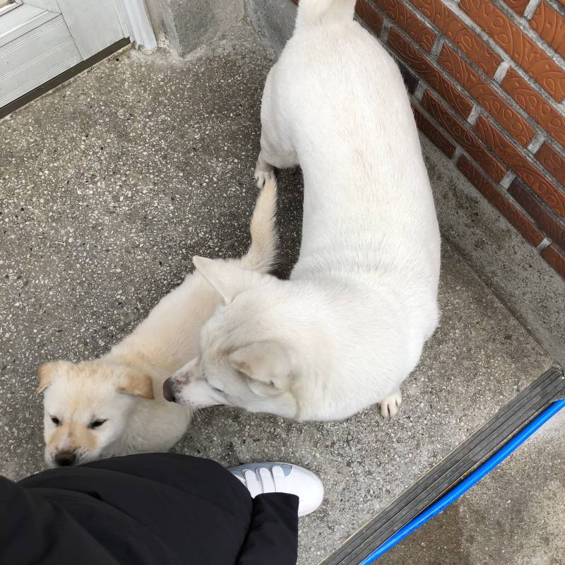 아니 얘네 왜 내 다리사이에서 정모하니.. +) 사진추가 | 인스티즈