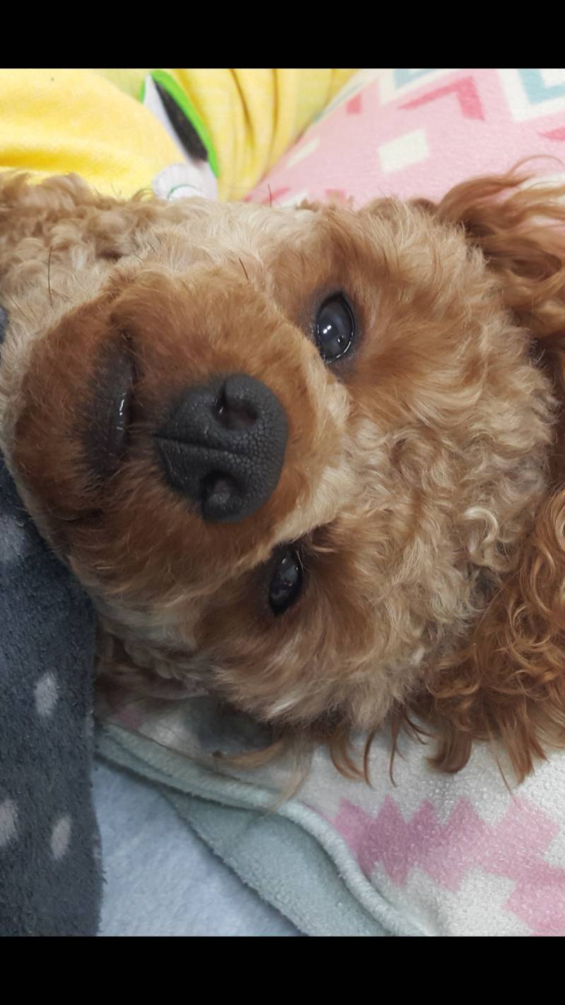 내가 제일 좋아하는 우리 멈멈이 사진볼래? | 인스티즈