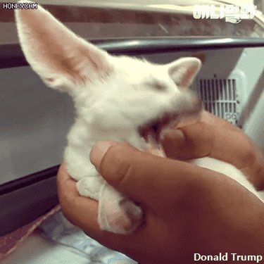 연예인들 닮은꼴로 많이 뜨는 사막여우의 정체 ㄷㄷㄷㄷ 충격주의 | 인스티즈