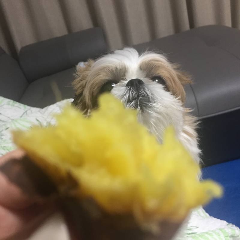 강아지 살찐다고 고구마 주지말래는데 | 인스티즈