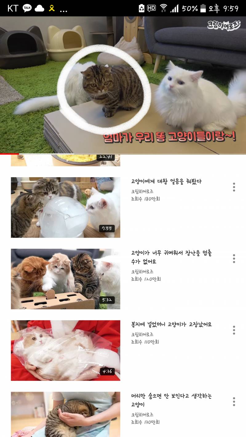 이 고양이... 종이 뭐야...? | 인스티즈