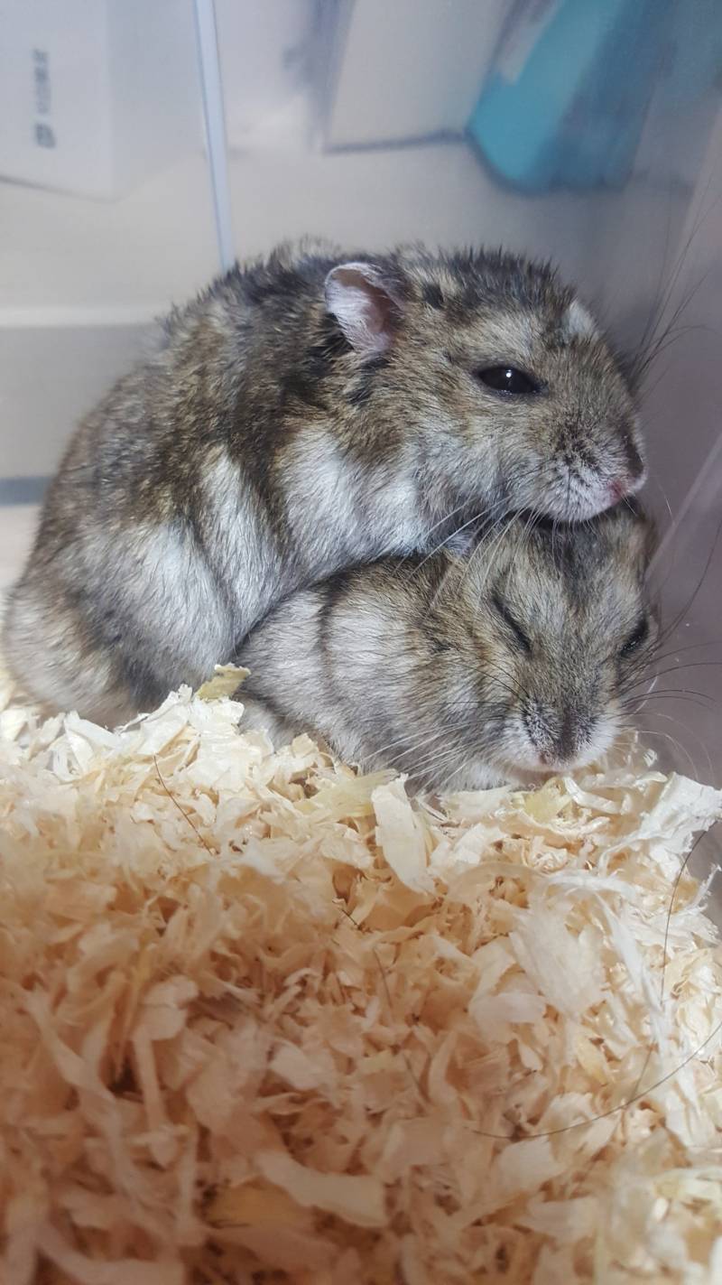 우리집 햄찌 40 | 인스티즈