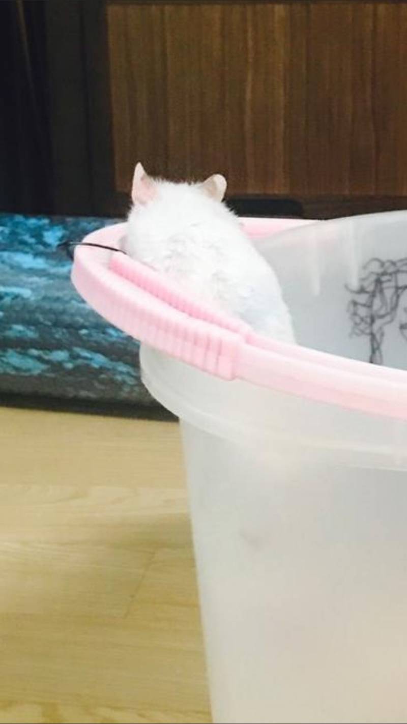 우리집 햄찌 40 | 인스티즈