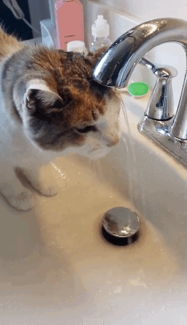 물을 못먹는 바보 고양이.jpeg | 인스티즈