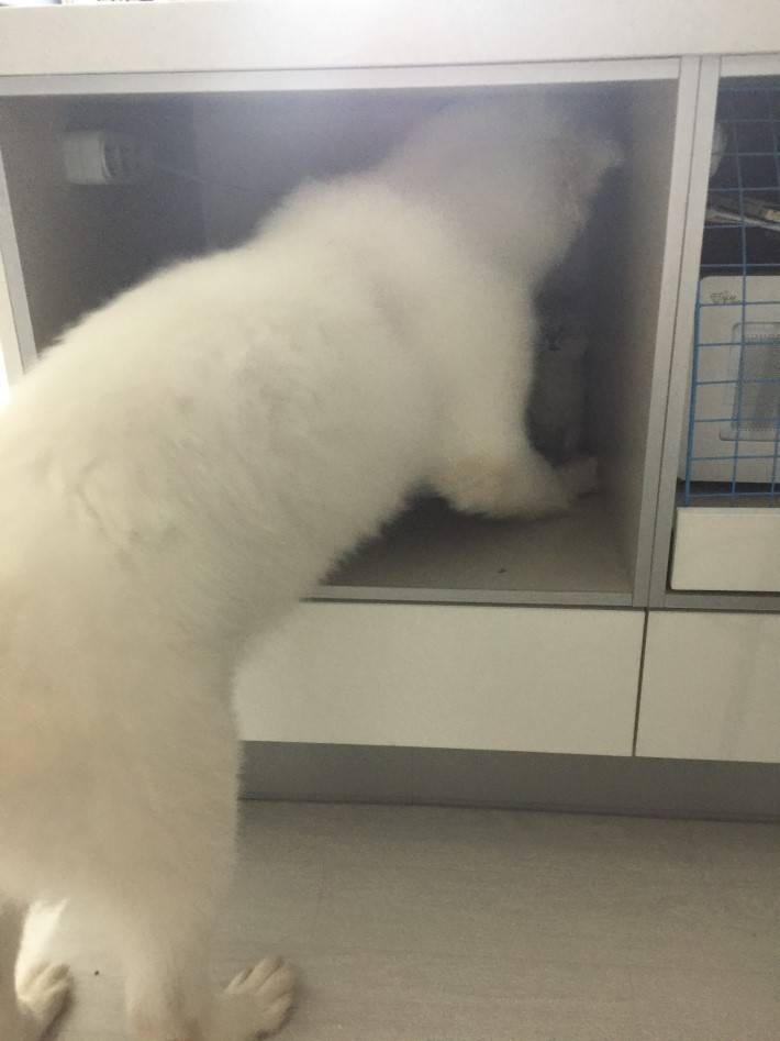 강아지가 고양이를 너무 빨아요; | 인스티즈