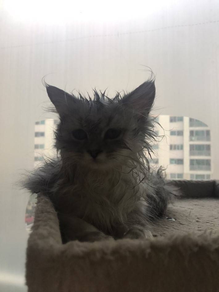 강아지가 고양이를 너무 빨아요; | 인스티즈