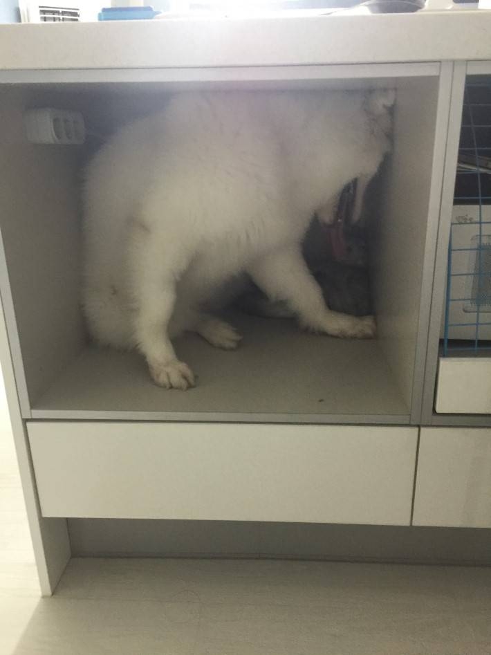 강아지가 고양이를 너무 빨아요; | 인스티즈