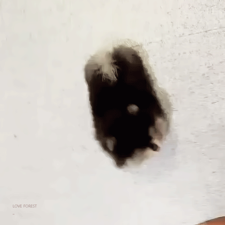 천재 강아지 김연탄 생일 축하해💜 | 인스티즈