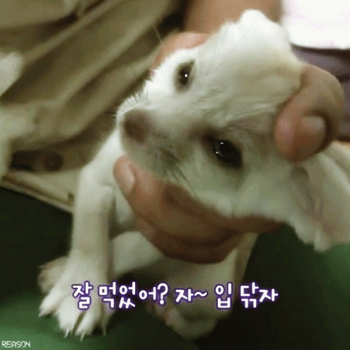 연예인들 닮은꼴로 많이 뜨는 사막여우의 정체 ㄷㄷㄷㄷ 충격주의 | 인스티즈