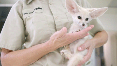 연예인들 닮은꼴로 많이 뜨는 사막여우의 정체 ㄷㄷㄷㄷ 충격주의 | 인스티즈