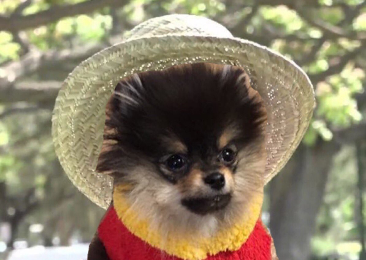 용맹한 아기드릴 김연탄.... 🐶 | 인스티즈