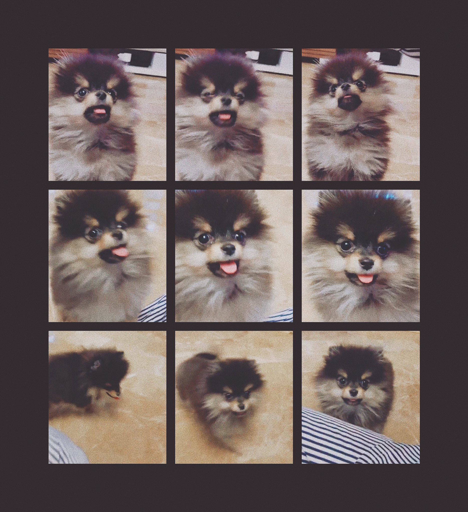 용맹한 아기드릴 김연탄.... 🐶 | 인스티즈