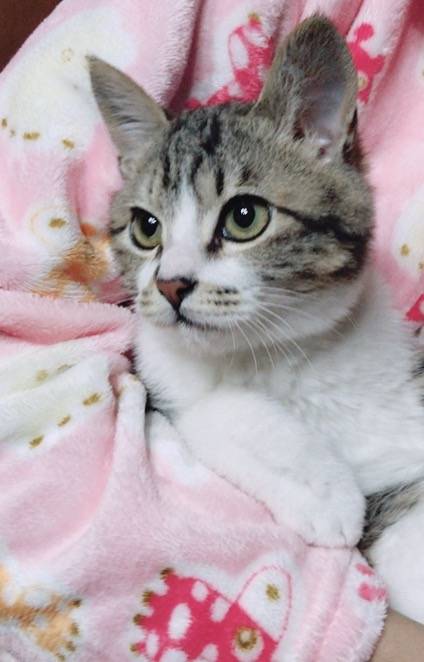 🐱❣️우리집 냥이 보고강❣️🐱 | 인스티즈