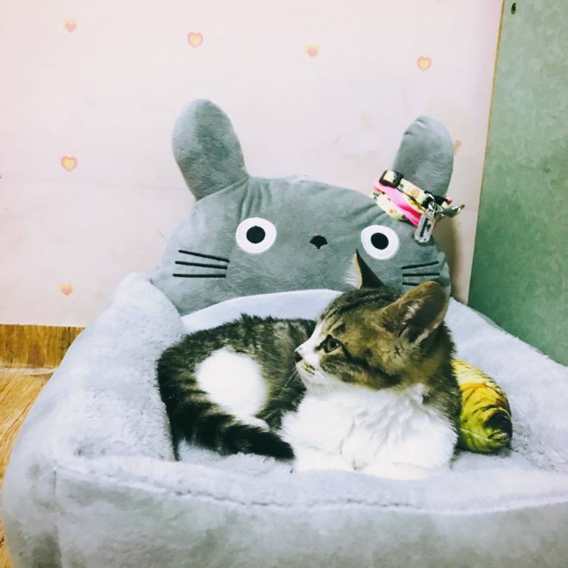 🐱❣️우리집 냥이 보고강❣️🐱 | 인스티즈