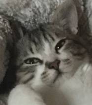 🐱❣️우리집 냥이 보고강❣️🐱 | 인스티즈