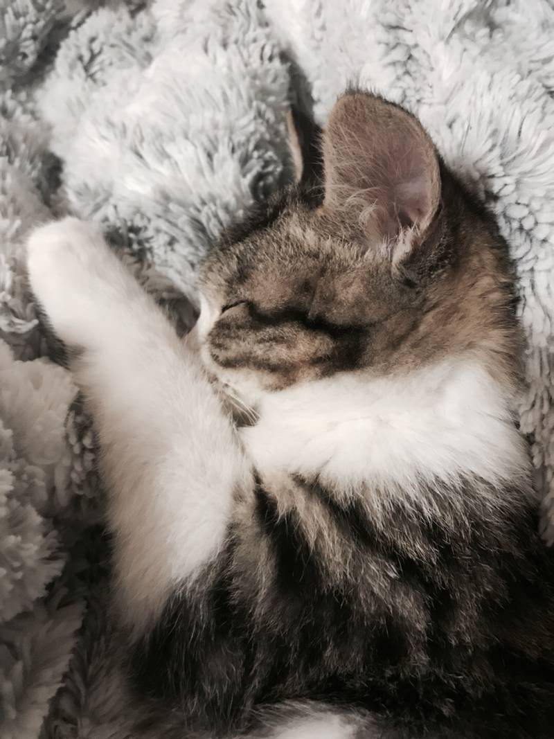 🐱❣️우리집 냥이 보고강❣️🐱 | 인스티즈