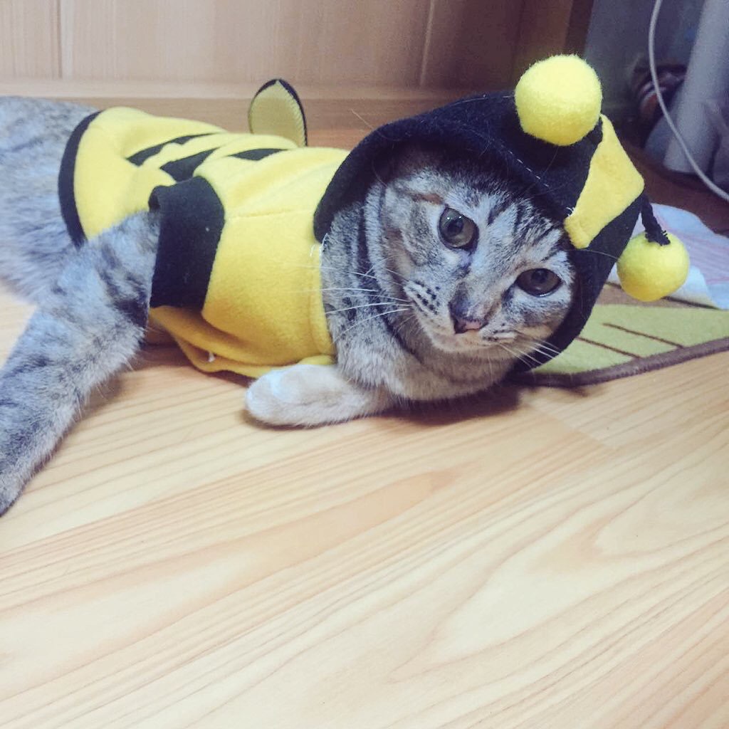 데식 도운이네 고양이🐱 짱 순하다... | 인스티즈