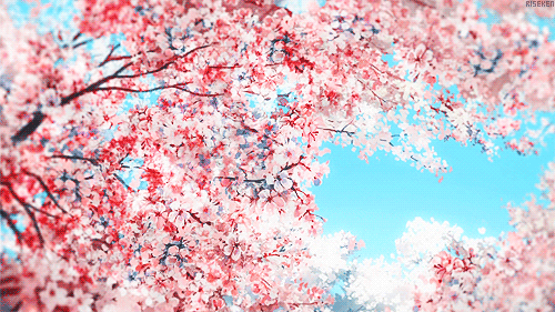 [워너원/하성운] 그 날의 벚꽃을 기억하세요? | 인스티즈