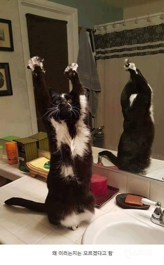 카메라 의식 쩌는 고양이.jpg | 인스티즈