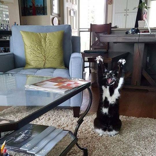 카메라 의식 쩌는 고양이.jpg | 인스티즈