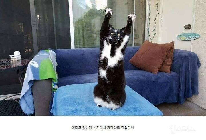 카메라 의식 쩌는 고양이.jpg | 인스티즈