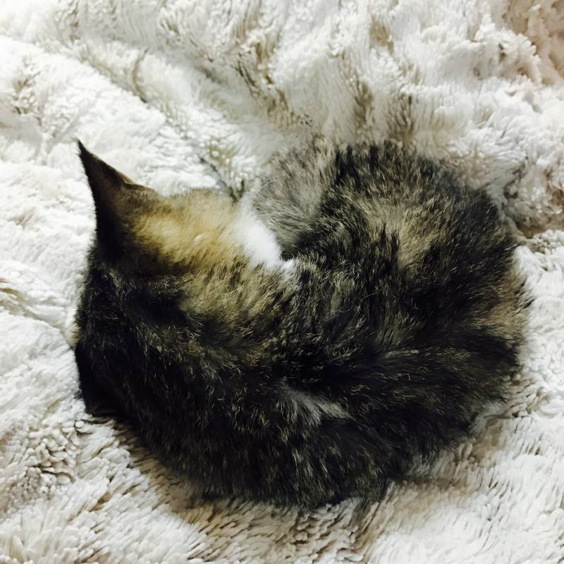 🐱❣️우리집 냥이 보고강❣️🐱 | 인스티즈