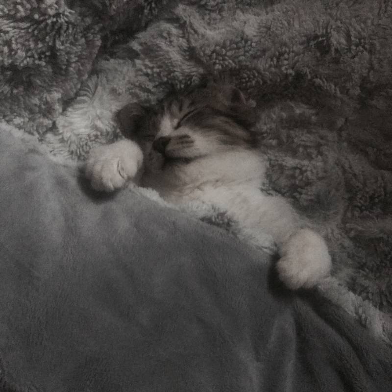 🐱❣️우리집 냥이 보고강❣️🐱 | 인스티즈