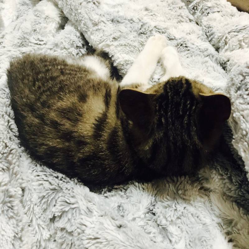 🐱❣️우리집 냥이 보고강❣️🐱 | 인스티즈