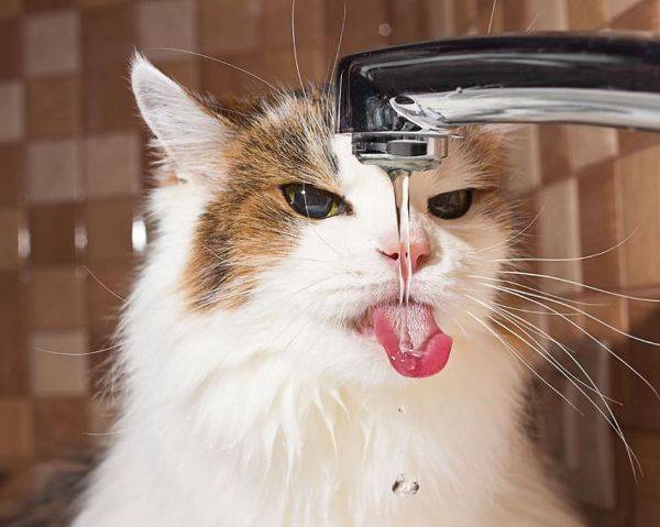 고양이 물그릇에 있는 물이 줄지않네? 결석 조심하자ㅠㅠ! | 인스티즈