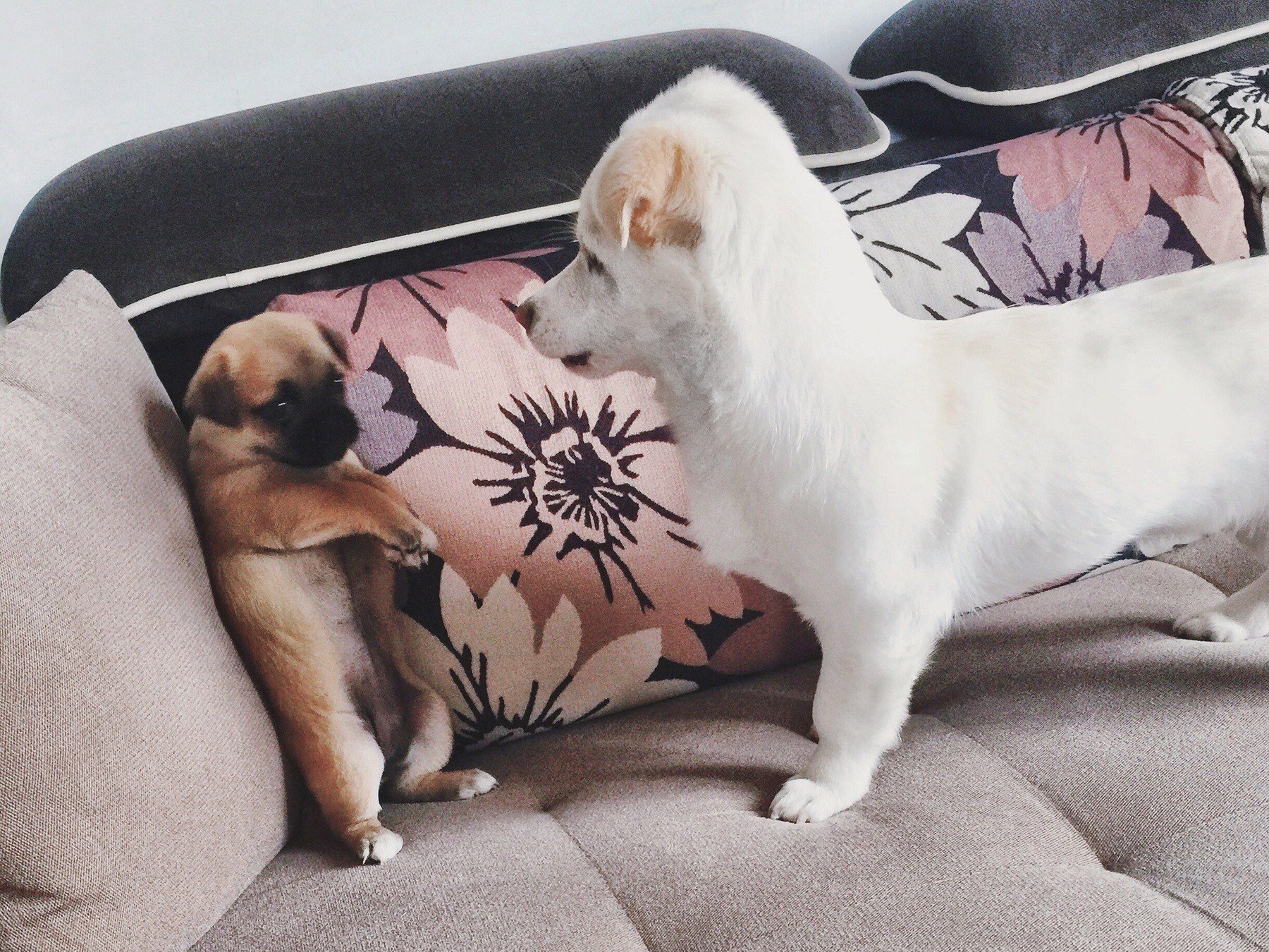 인터넷 짤방 같이 나온 강아지가 사실은 엔시티 멤버의 반려견 | 인스티즈