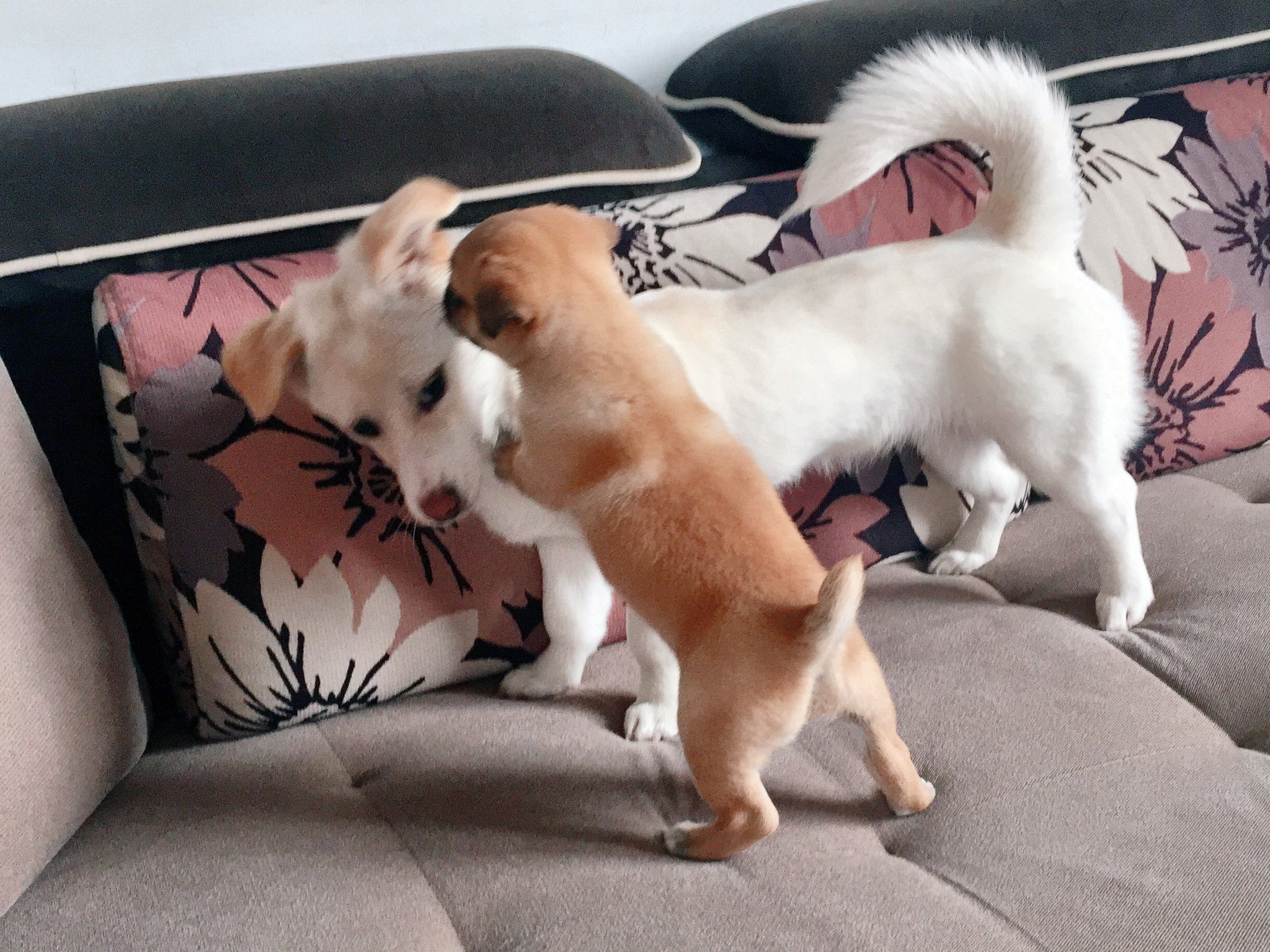 인터넷 짤방 같이 나온 강아지가 사실은 엔시티 멤버의 반려견 | 인스티즈