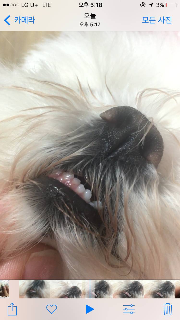 3년된 강아지 이빨이 이런거면 문제 있는거야..? | 인스티즈
