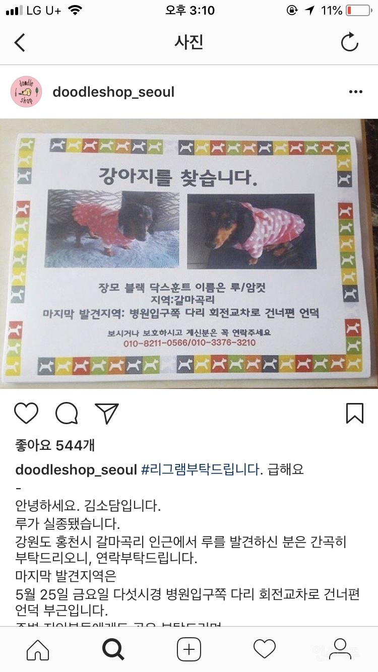샤이니 종현 강아지 실종 | 인스티즈