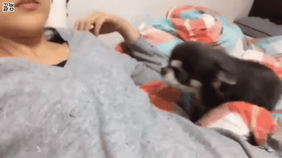 무조건 힐링되는 댕냥이짤털 | 인스티즈