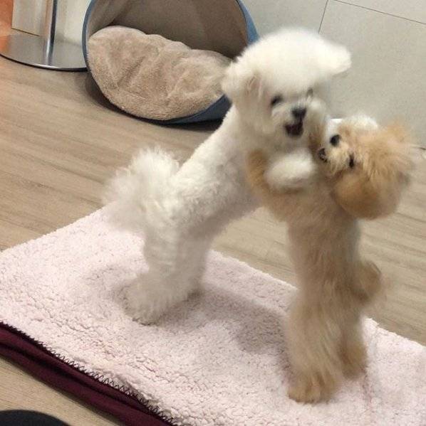 강아지들 싸우는거봨ㅋㅋㅋㅋㅋㅋ | 인스티즈