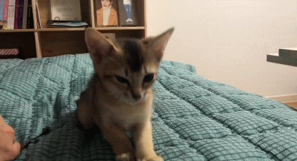 다니엘 놀아주는 오리보고싶다 | 인스티즈