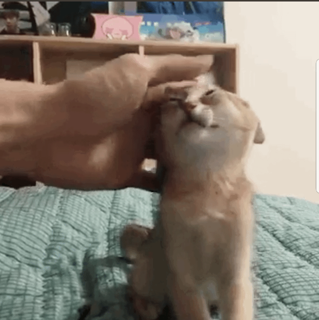 다니엘 놀아주는 오리보고싶다 | 인스티즈