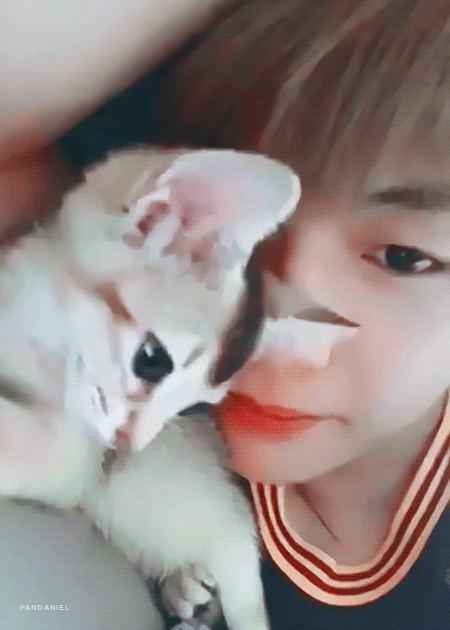 강다니엘네 고양이 진짜 너무 귀여워서 죽을 것 같아 | 인스티즈