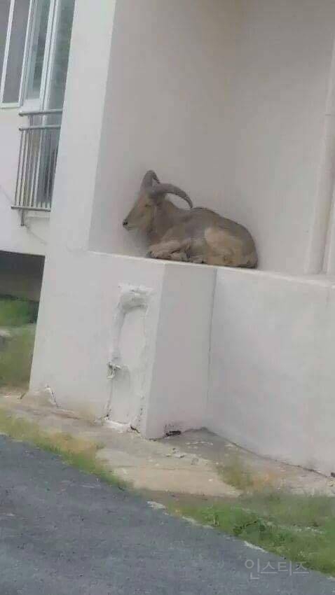 길양이 본게 자랑 | 인스티즈