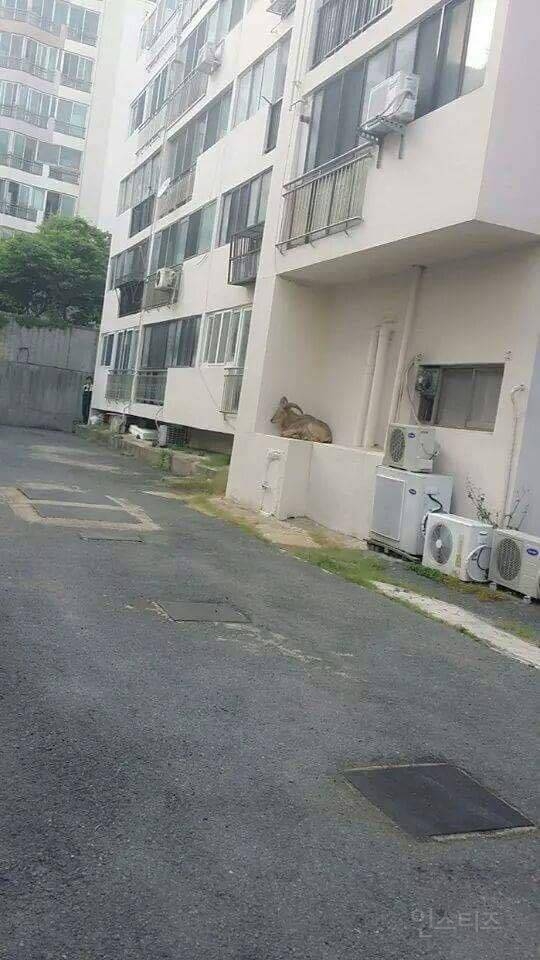 길양이 본게 자랑 | 인스티즈