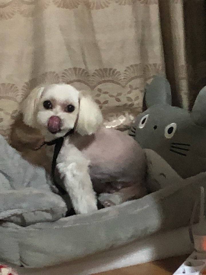 새벽인데 우리집 댕댕이 볼 사라ㅏ아아ㅏ람 | 인스티즈