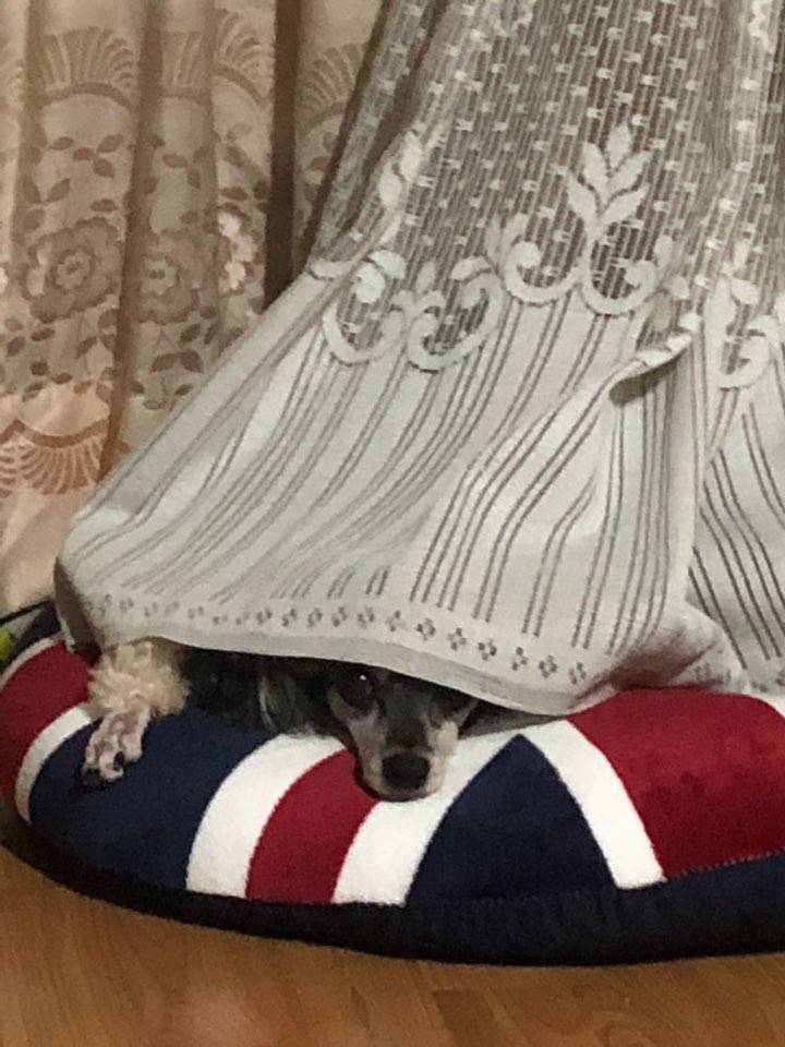 새벽인데 우리집 댕댕이 볼 사라ㅏ아아ㅏ람 | 인스티즈