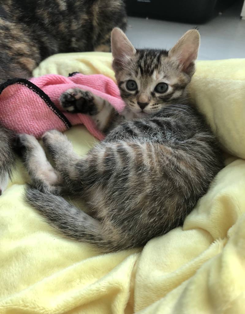 우리집 냥냥이들 아기 때 볼 사람 | 인스티즈