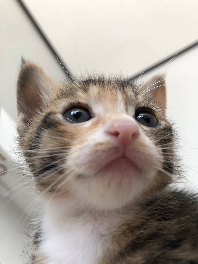 우리집 냥냥이들 아기 때 볼 사람 | 인스티즈