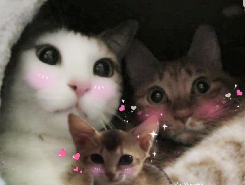 강다니엘 고먐미오빠라궁 | 인스티즈