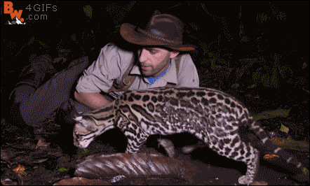 고양이는 사실 겁쟁이임 | 인스티즈