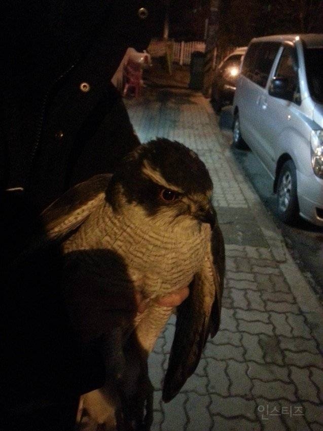 간만에 보는 디씨인의 새줍 | 인스티즈