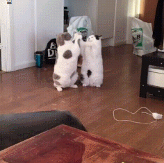 뚱냥이 vs 뚱냥이 | 인스티즈